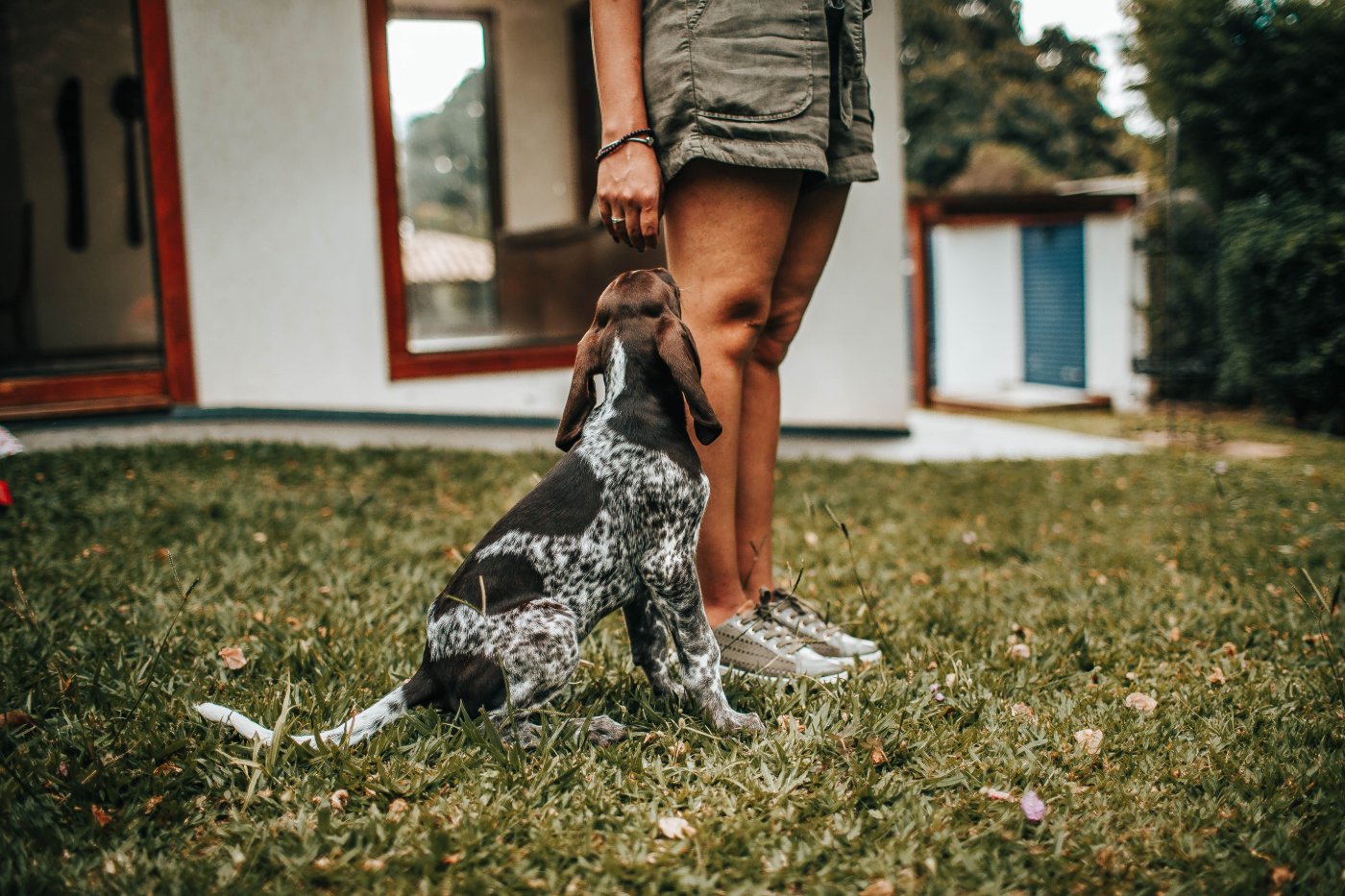 Jeune chien assis attentif devant sa maîtresse au jardin
