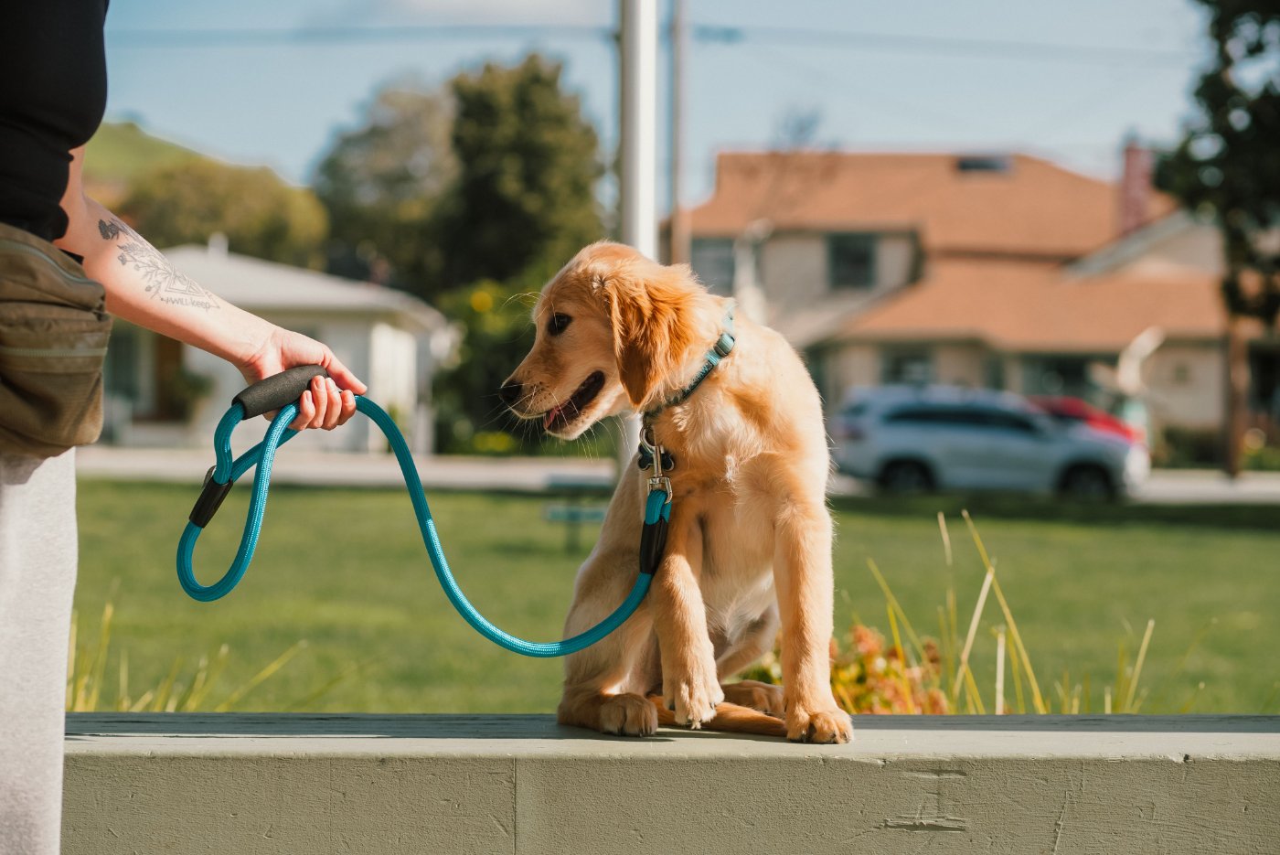 Chiot golden retriever assis en laisse, attentif pendant une séance d'éducation