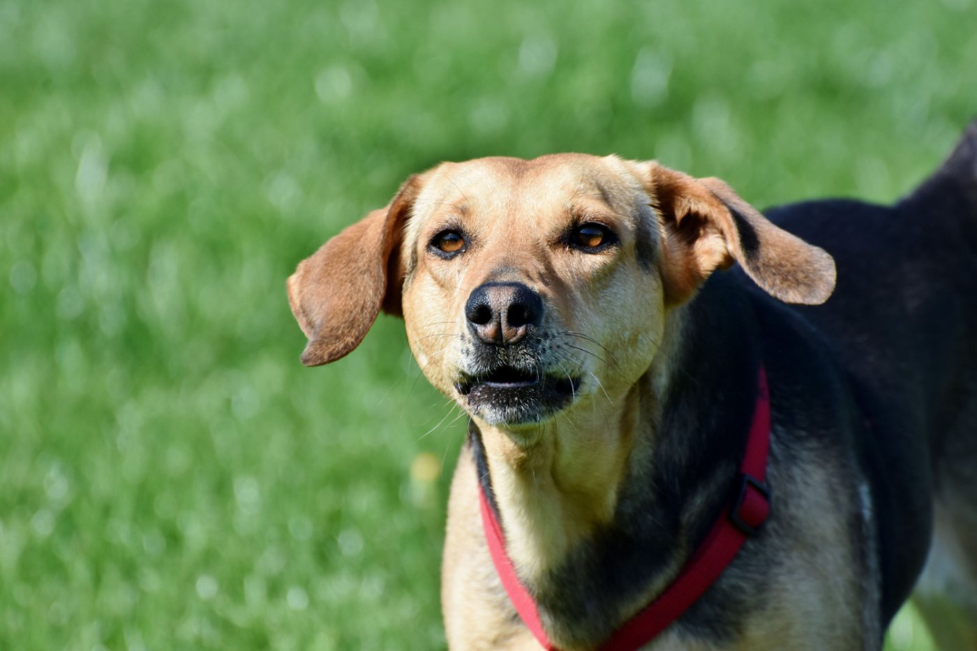 Chien croisé attentif en harnais rouge — travail des difficultés de comportement